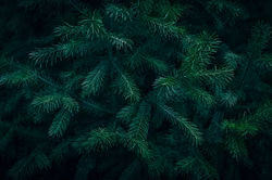Neue Refugien für den Pinsapo