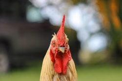 „Los Gallos“: Granadas Drogenclan vor Gericht