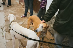 Galgos-Diebe in Sevilla gefasst