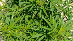 Guardia Civil schlägt gegen Cannabis-Anbau in Granada zu