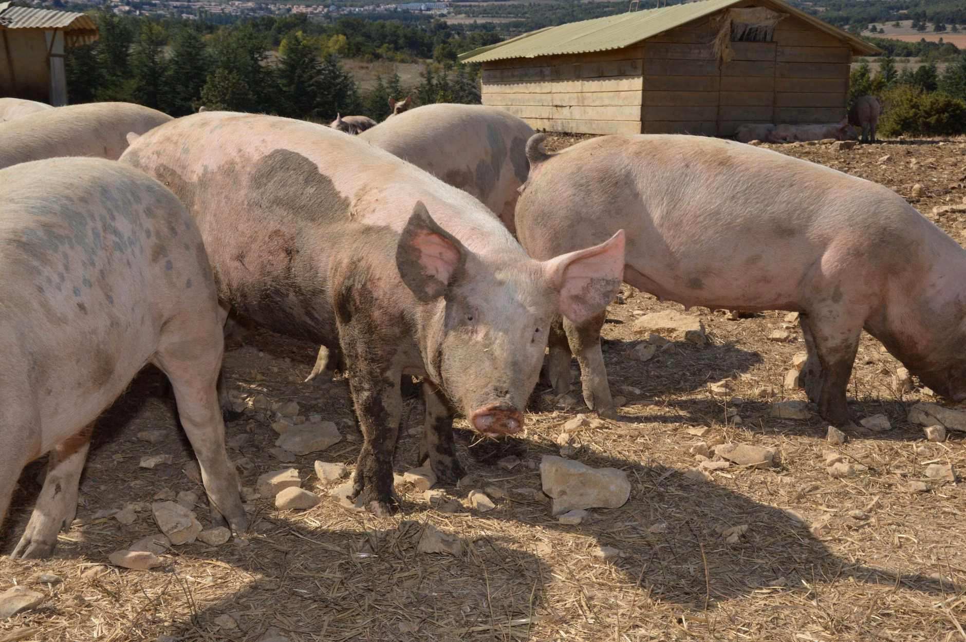 Feuer in Schweinestall: 3.300 Tiere gerettet