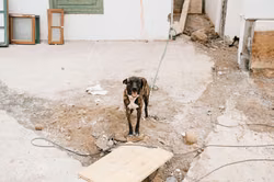 Qualvolle Wochen: Hunde im Garten vergessen