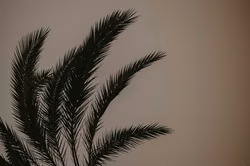 23-Jähriger in Palma seit Tagen spurlos verschwunden
