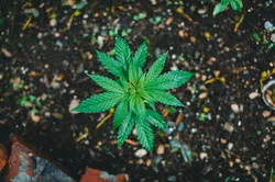 Rentner-Duo betrieb Cannabis-Plantage