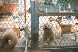 Tierheim Son Reus: Schwere Vorwürfe gegen Betreiber