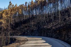 Waldbrände: Nicht pflanzen, sondern schützen
