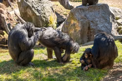 Seltene Primaten-Geburt in Bioparc Valencia