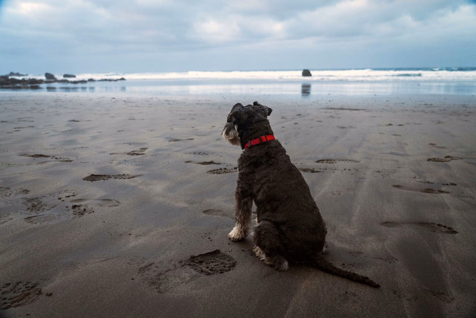 Tod eines Hundes erschüttert Adeje