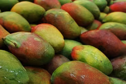 Riesiger Mango krönt neuen König der Axarquía