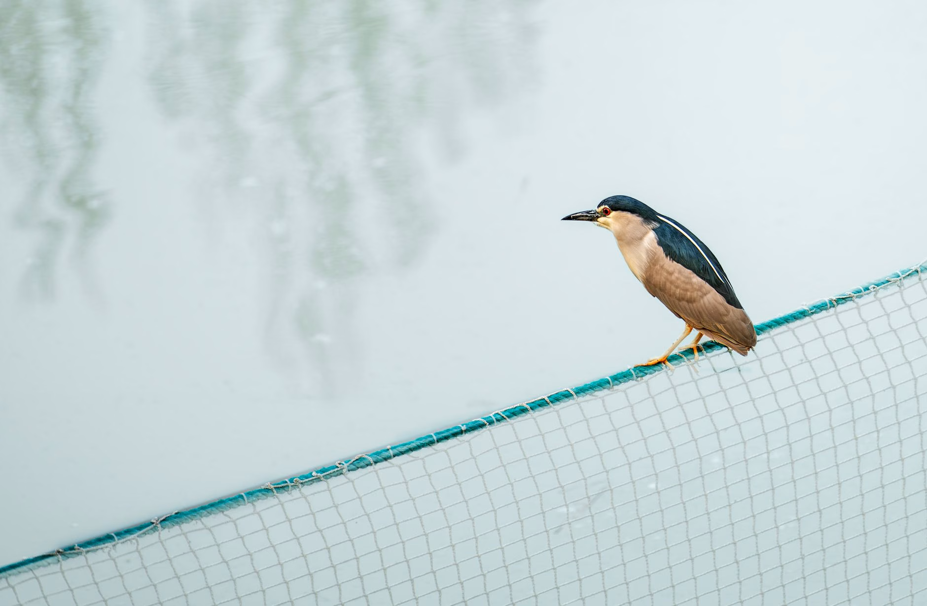 Razzia gegen illegale Vogelfänger in Andalusien