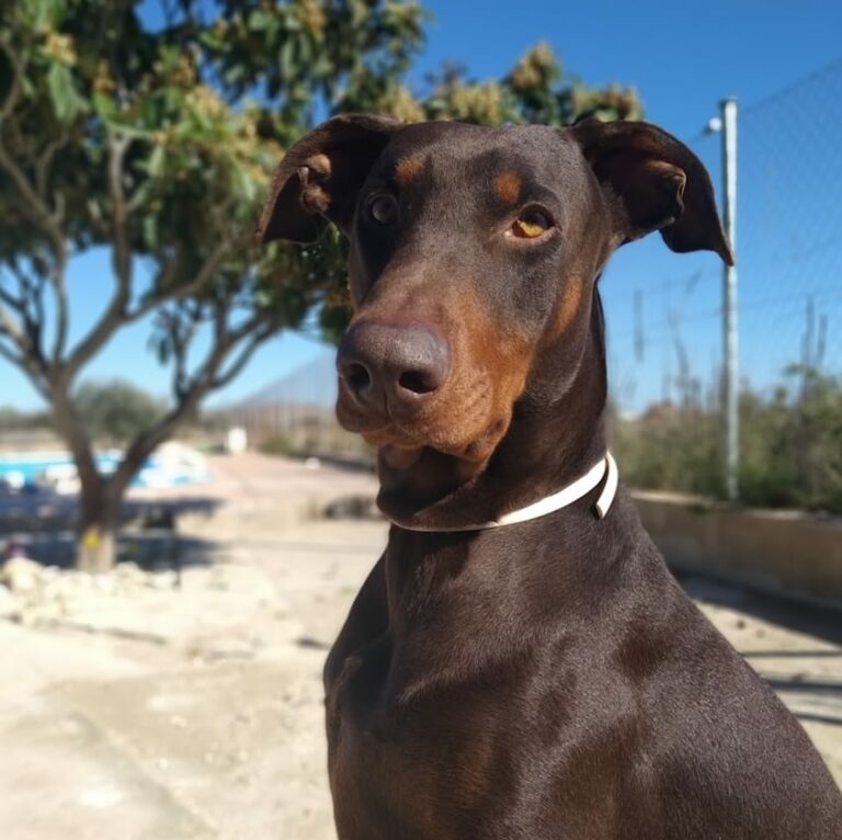 Ein brauner Hund reist nach Spanien