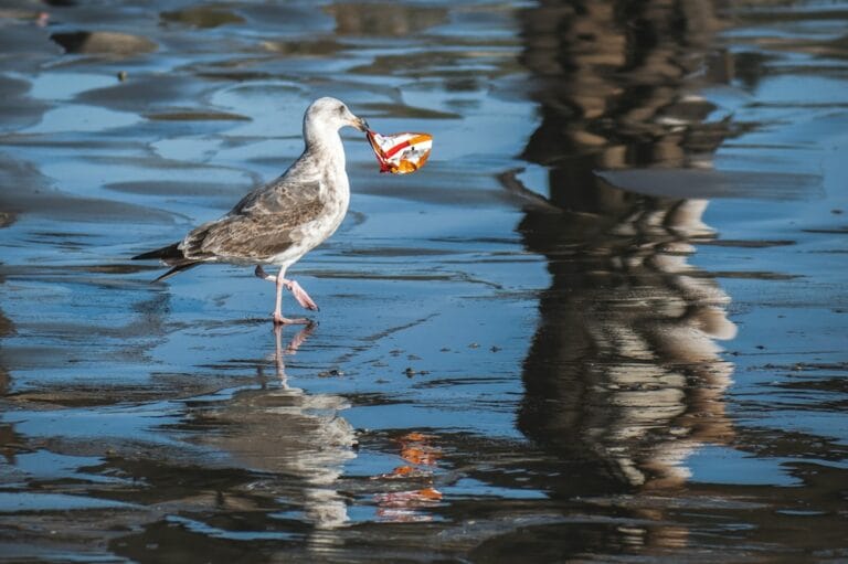 Möwe mit Plastikmüll