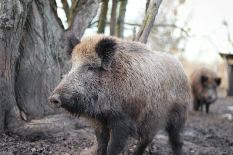 Wildschweine in Spanien: Wildschwein-Foto in freier Wildbahn.