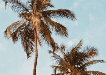 Eine Palme (Beispielfoto)